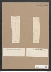Pleurosigma sp. (de-Toni-Nr.: Genus 13) Zeichnungen Sammlung Grunow Nr. 2177 (NHMW-BOT-W0369242)